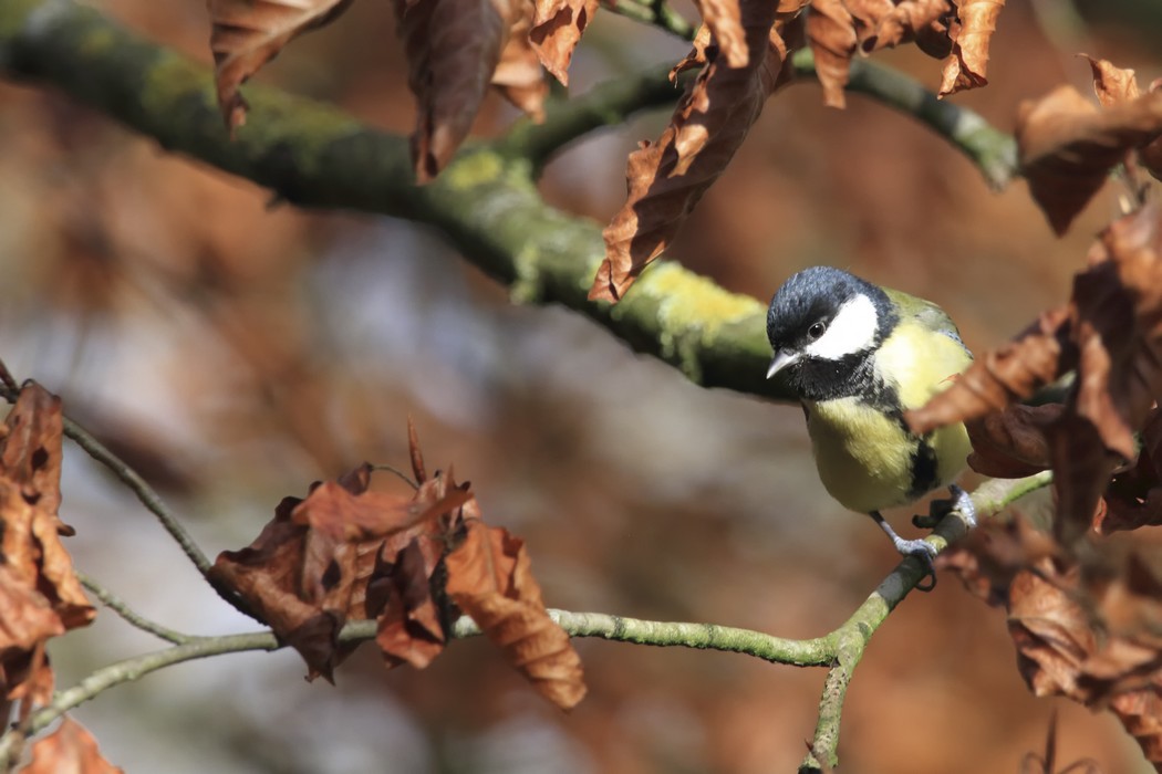 Mésange Charbonniere
